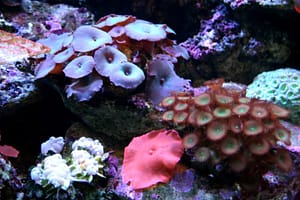 All types Soft Corals